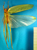 CollectionObject 1948428; a50e173f-77b7-4dc7-9b49-2e3a7ccd9e9e: male, dorsal view (Arantia accrana). (CollectionObject).