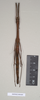 CollectionObject 1562906; 7c1a79dd-1533-4c80-b7c0-b10fd6b42064: copyright Natural History Museum, London. female (paratype). (CollectionObject).;CollectionObject 1562907; 5c2e562d-bb7a-40c9-9f68-656fff8c26e2: copyright Natural History Museum, London. female (paratype). (CollectionObject).