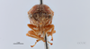 Head: !! display not done !! on Cyrtolobus fuscipennis Van Duzee, 1908: (Observation).