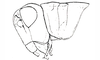 Boliviacris aberrans (Ronderos, 1979): Fig. 13B. female head and pronotum, lateral view. (Otu).