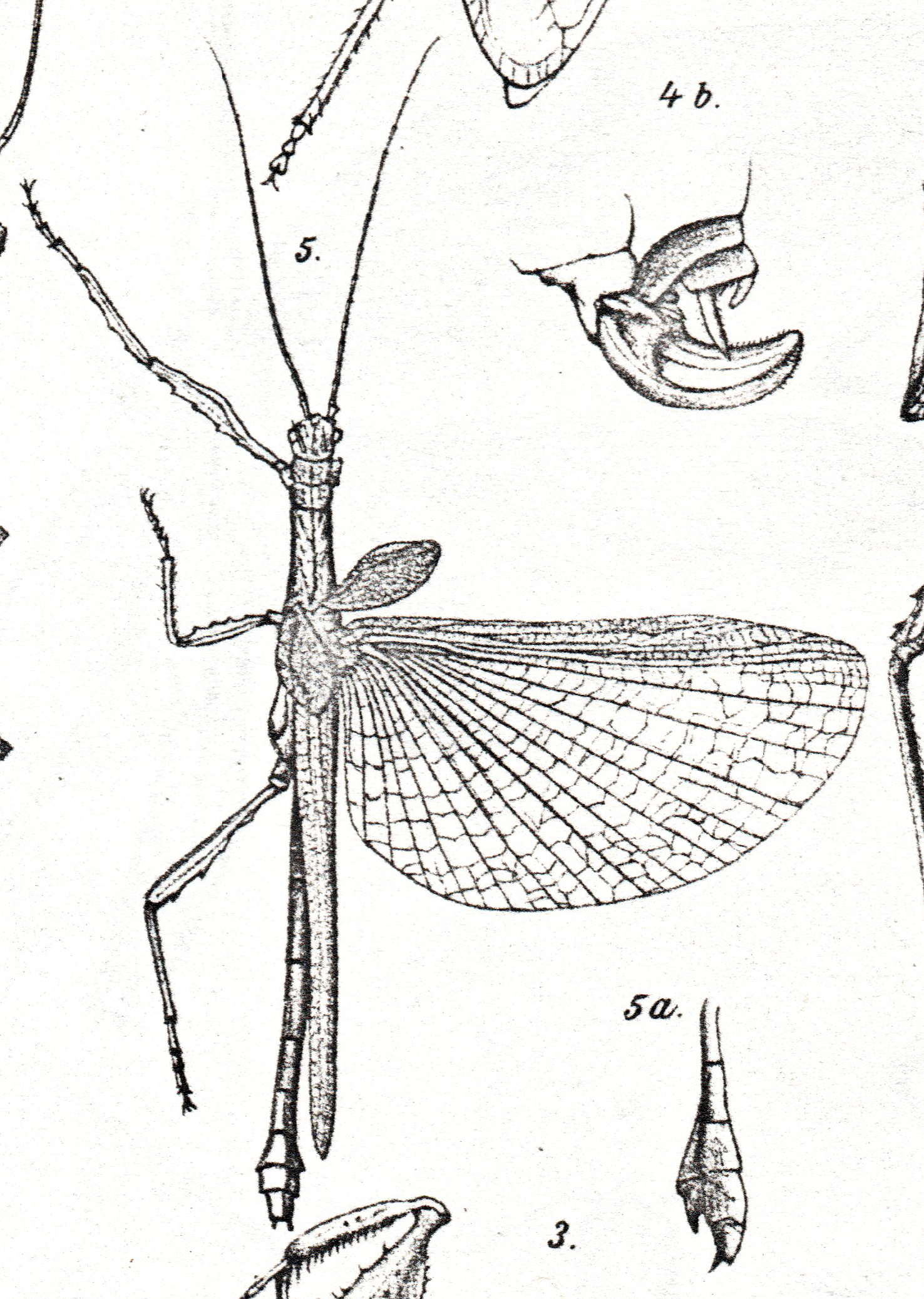 Phasmida Species File - Damasippoides Brancsik, 1893