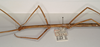 CollectionObject 1558233; 0da81b12-9eb5-4f69-8251-ec82cbdd6264: copyright UMO. female of synonym Bacillus scytale, lateral view (holotype). (CollectionObject).