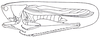 CollectionObject 1522190; 0aa56165-7da1-4b0d-9375-07a6341a1407: Pl. I, Fig. 5 (after type). male (body length 24.6 mm, pronotum 6 mm, hind femur 18 mm). (CollectionObject).