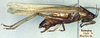 CollectionObject 1500228; 5b8e80e6-641f-4d90-a820-698639002e37: male, lateral view (holotype). (CollectionObject).