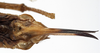 CollectionObject 1529733; 56738053-1ee8-455b-a7f7-dc78c1e24cb7: female subgenital plate (holotype). (CollectionObject).