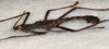 CollectionObject 1561009; a78af9b4-2257-4af5-936f-b37ef7e0fa50: Copyright USNM, Washington. male, part lateral view (holotype). (CollectionObject).
