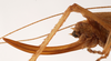 CollectionObject 1534479; 81481b8a-ae76-440c-8b51-270c82c5f1da: female ovipositor (holotype). (CollectionObject).