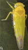 Habitus, dorsal view: !! display not done !! on Alebra albostriella (Fallén, 1826): Habitus (male). (Observation).