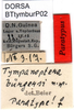 Tympanoptera buergersi buergersi Beier, 1954: male labels (paratype). (Otu).
