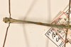 CollectionObject 1557324; 88f5273c-3787-4a94-a576-769194d15fb7: copyright OUMNH. male: head & thorax, dorsal view (holotype). (CollectionObject).
