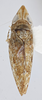 Habitus, dorsal view: !! display not done !! on Scaphytopius n. sp. EC9: Scaphytopius Ball, 1931: (Observation).