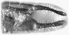 Thamnobates subfalcata Saussure & Pictet, 1898: male right cercus and subgenital plate (Costa Rica, Heredia Prov., La Selva). (Otu).