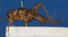 lateral view (syntype of Gryllus pustulipes). Depicts CollectionObject 1612985; 2d06b4a9-6653-4f9c-859c-8cb6d3735b2c, a CollectionObject.