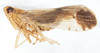 Habitus, lateral view: !! display not done !! on Stenocranus (Codex) similis Crawford, 1914: (Observation).