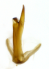 Aedeagus, posterior view on Chilenana chilena DeLong & Freytag, 1967: Male [DZRJ]: aedeagus, posterior view. (Observation).