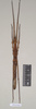 CollectionObject 1559724; 92e1701f-355f-4648-852a-a1fc42d62f89: copyright Natural History Museum, London. female (paratype). (CollectionObject).;CollectionObject 1559725; d87b731b-4dd9-4803-847f-5f1d15f04040: copyright Natural History Museum, London. female (paratype). (CollectionObject).