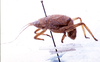CollectionObject 1531723; 6a290085-043a-4789-8b7d-500d96d0f046: male, lateral view (lectotype). (CollectionObject).