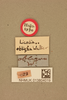 CollectionObject 1516679; 73034b11-48b1-4f35-8b99-c61fd3f86015, NHMUK013804019: labels (holotype of Lutosa obliqua). (CollectionObject).