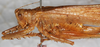 CollectionObject 1564240; f0e8910d-9343-4b8d-a734-adc8392ae859: female, dorso-lateral view (syntype). (CollectionObject).