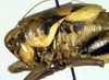 CollectionObject 1500478; 28954a4b-2645-4274-ae34-4edfad70430f: male head and pronotum, lateral view (holotype). (CollectionObject).