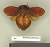 CollectionObject 1572875; af139cf3-216f-422b-88c5-669565ddd3c5: Copyright Natural History Museum, London. Non-type (adult female) in BM(NH). Dorsal view. (CollectionObject).