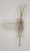 CollectionObject 1562025; 93bb3eb7-2d67-47e1-b92d-928e07fa2bc3: copyright ANIC, Canberra. male (paratype). (CollectionObject).;CollectionObject 1562026; 82becf04-55d0-4b8a-af82-e8859489fee6: copyright ANIC, Canberra. male (paratype). (CollectionObject).