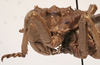 CollectionObject 1539677; 6cd26f6c-7f89-4f59-be46-92b223288f80: male pronotum lateral (holotype). (CollectionObject).