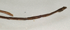 CollectionObject 1557145; NMW 963, 5371a496-8281-4052-bb9e-7edf8265ae9b: copyright NMW, Vienna. male: end of abdomen, lateral view (syntype). (CollectionObject).