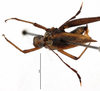 CollectionObject 1500837; 15a92905-07ed-4074-a578-13887db21346: male, dorsal view (holotype). (CollectionObject).