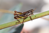 CollectionObject 2008375; 887a8d1e-47d8-4e30-849f-42438af9e028: male alive, lateral view. (CollectionObject).