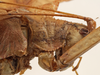 CollectionObject 1564314; da493302-2845-4b22-9f4b-946a202fc94c: female pronotum, lateral view (syntype). (CollectionObject).