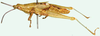 Plerisca peringueyi Bolívar, 1904: male, lateral view. (Otu).