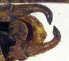 CollectionObject 1500671; 0e378116-1106-48e8-8d35-788bf6bad3d2: male cerci (holotype of Poecilimon richteri). (CollectionObject).