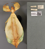 Cryptophyllium yapicum (Cumming & Teemsma, 2018): copyright BPBM. female non-type. (Otu).