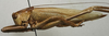CollectionObject 1535917; 79e04f77-f881-4dab-b6d2-3e0663f30d90: female, lateral view (allotype). (CollectionObject).