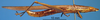 CollectionObject 1538369; 527f4bc8-15d1-41bd-907e-3538adb39b15: male, lateral view. (CollectionObject).