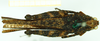 female, dorsal view (syntype). Depicts CollectionObject 1585732; b2887729-fe01-48cc-9d48-4355b1199ae6, a CollectionObject.