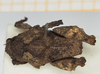 CollectionObject 1517850; aef624cc-3dd7-4322-a226-59f0b3504333, NHMUK10924417: female, dorsal view (holotype). (CollectionObject).