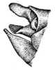 Anaulacomera (Bovicercora) alfaroi Rehn, 1918: Pl. 18, Fig. 24 (after type). male abdomen tip, lateral view. (Otu).