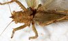 CollectionObject 1531627; 7f91883d-5c6a-473a-8ec2-8d3260466103: female, dorsal view (holotype). (CollectionObject).