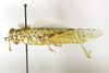 CollectionObject 1591614; c5c0ef51-b84f-43dc-afbd-8fa240ae6d19: male, lateral view (paratype). (CollectionObject).