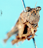 CollectionObject 1537568; f4c954ee-a4a1-4f03-a10b-b031e7b36e8a: female, frontal view (holotype). (CollectionObject).