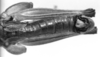 CollectionObject 1521492; 401ef89b-6032-472c-ba40-f749df869403: Image Carbonell, C.S. male abdomen end, dorsal view (holotype). (CollectionObject).