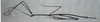 CollectionObject 1560669; 422ee177-1c9f-475b-bdcd-a0e2347974a7: original publication. female (holotype). (CollectionObject).