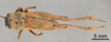CollectionObject 1522792; 68fb5191-e292-4c6c-80c2-c60bf2803768: Female, dorsal view (SYNONYM holotype). (CollectionObject).