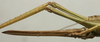 CollectionObject 1535136; b141e4c8-66fe-4a7e-bd82-0067d2df359b: female ovipositor (holotype). (CollectionObject).