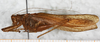 CollectionObject 1532353; NMW 24551, 8abf02fc-87a9-4582-ae5d-ba0431949d73: male, lateral view (syntype). (CollectionObject).