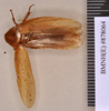 Epilampra grisea (De Geer, 1773): Holotype, female, dorsal. BMNH(E)#878064. (Otu).