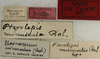 CollectionObject 1535178; 06afe236-b79b-4419-8d5d-21eccc4b90ba: labels (holotype). (CollectionObject).