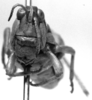 CollectionObject 1499419; 5a51b399-bfa8-4d3e-adc1-fa2a2ab506f3: Image Carbonell, C.S. female, frontal view (lectotype). (CollectionObject).